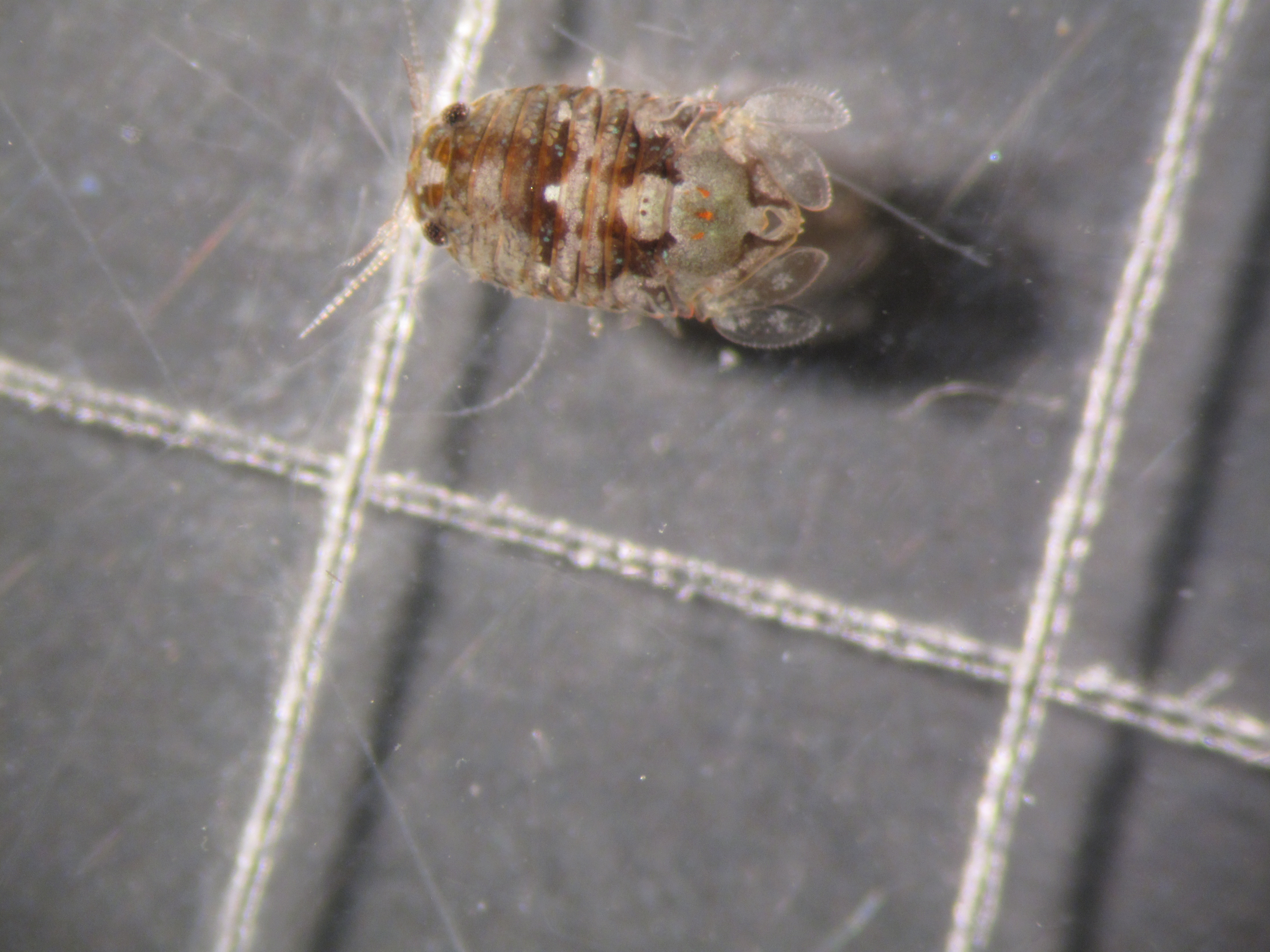 Isopod Paradello sp