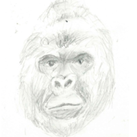 Harambe: A Short-Lived Fanaticism or a Cultural Movement?