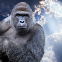 The Rise of Memes in Popular Culture; The Beginning of the New World