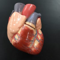 February Spotlight: American Heart Month