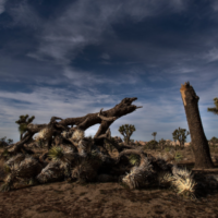 Implications and Effects of the Longest Government Shutdown in U.S. History