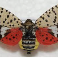 Die, Die, Spotted Lanternfly